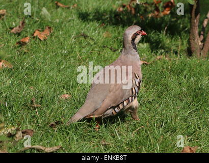 Partridge Alectoris chukar asiatiques (chukar) Banque D'Images