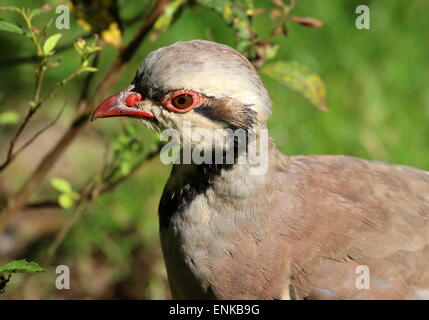 Partridge Alectoris chukar asiatiques (chukar) Banque D'Images