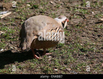 Partridge Alectoris chukar asiatiques (chukar) Banque D'Images