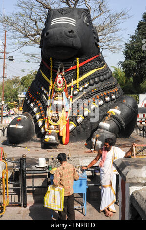 Mysore, Inde - 23 janvier 2015 : Le taureau Nandi sur Chamundi Hill est une statue particulièrement remarquable qui date de 1659 et pilgr Banque D'Images