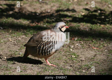 Partridge Alectoris chukar asiatiques (chukar) posant dans le soleil Banque D'Images