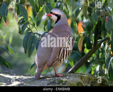 Partridge Alectoris chukar asiatiques (chukar) vue de l'arrière, tête tournée Banque D'Images