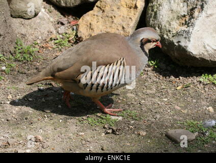 Partridge Alectoris chukar asiatiques (chukar) vu de profil Banque D'Images