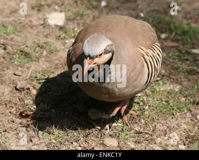 Partridge Alectoris chukar asiatiques (chukar) marcher lentement vers l'appareil photo Banque D'Images