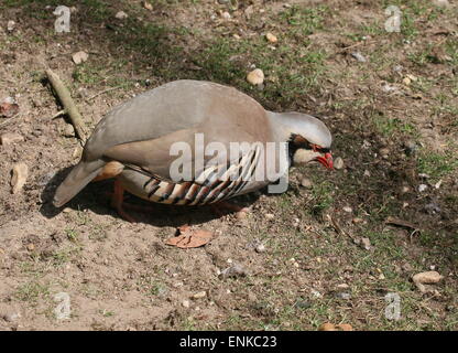 Asian Chukar Alectoris chukar perdrix (rock) Banque D'Images