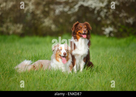 Bergers Australiens, rouge-tri et rouge-merle|bergers australiens, Rueden, rouge-tri-merle rouge und Banque D'Images
