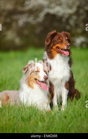 Bergers Australiens, rouge-tri et rouge-merle|bergers australiens, Rueden, rouge-tri-merle rouge und Banque D'Images