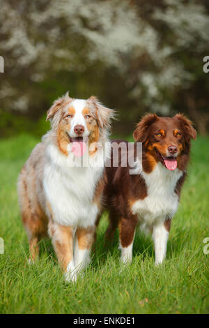 Bergers Australiens, rouge-tri et rouge-merle|bergers australiens, Rueden, rouge-tri-merle rouge und Banque D'Images