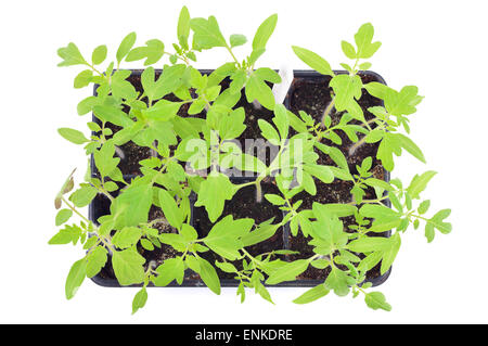 Les semis de tomates dans un pot isolé sur fond blanc. Les jeunes plantes dans les cellules en plastique, le jardinage biologique. Vue d'en haut. Banque D'Images