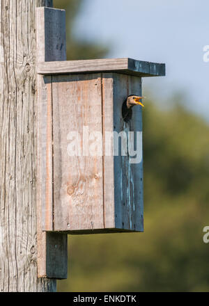 Jeune starling mendier de la nourriture. Banque D'Images