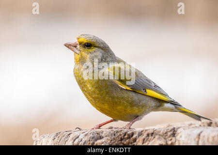 Verdier d'Europe mâle (Carduelis chloris) Banque D'Images