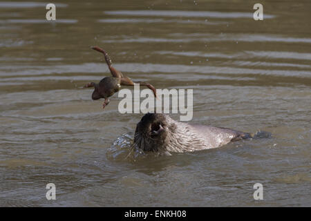 Otter jouant avec une grenouille dans l'eau Banque D'Images