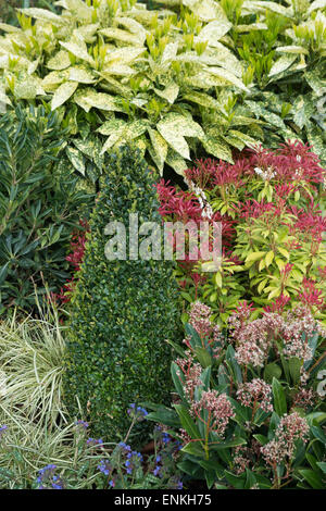 Fort plante dans un jardin Banque D'Images