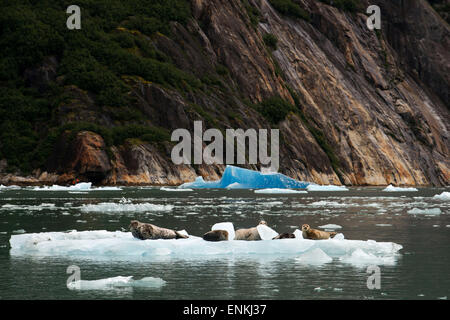 Le phoque commun (Phoca vitulina) sur le glacier iceberg près de Dawes, Endicott Arm, la Forêt Nationale Tongass, Alaska, USA. Cliff-walle Banque D'Images