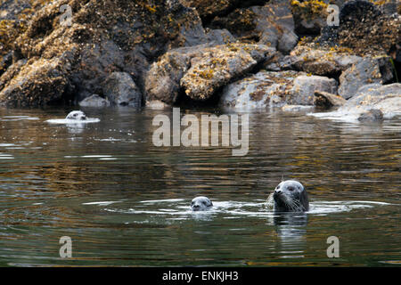 Phoque commun (Phoca vitulina) de décor Cove dans la région de la baie de Thomas le sud-est de l'Alaska, l'Alaska, États-Unis d'Amérique. Sa Banque D'Images