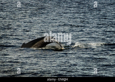 Les baleines à bosse et de soufflage et cinq doigts de plongée phare. Frederick Sound. Stephen's Passage. Petersberg. De l'Alaska. Passer e Banque D'Images