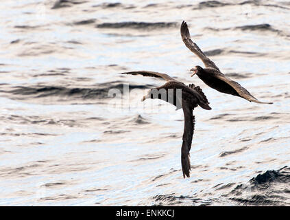 Deux Pétrels géants (Macronectes giganteus) ou antarctique pétrel fulmar géant, navet, et en vol musquées Sout Banque D'Images