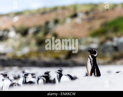 Les manchots de Magellan (Spheniscus magellanicus) sur la plage des îles Falkland Island carcasse UK Banque D'Images