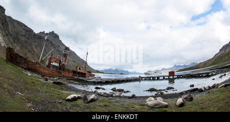 Éléphant de mer du sud (Mirounga leonina) et abandonné bateau rouillé Grytviken Géorgie du Sud Banque D'Images