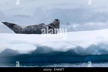 Phoque de Weddell (Leptonychotes weddellii) sur la glace Cierva Cove Péninsule Antarctique Antarctique Banque D'Images