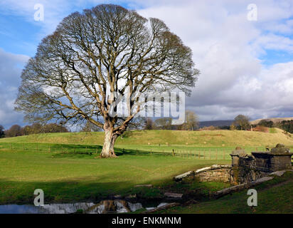 Un solitaire et majestueux feuillu de Underley Park, Kirkby Lonsdale, Cumbria, Angleterre Banque D'Images