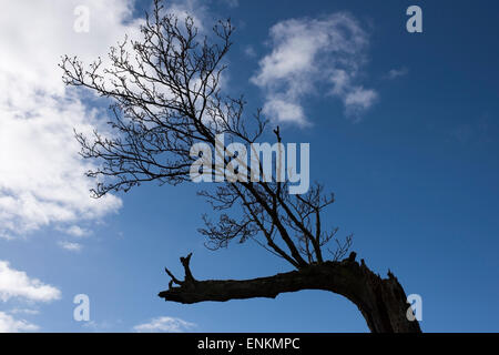 La nouvelle croissance sur un vieux tronc d'arbre dans la vallée de la Lune, Melling, Lancashire, Angleterre Banque D'Images