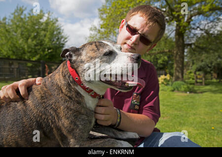 Staffordshire Bull Terrier Marvin a été sauvé de l'Euthanasie par poulain centre de sauvetage des animaux de ferme Banque D'Images