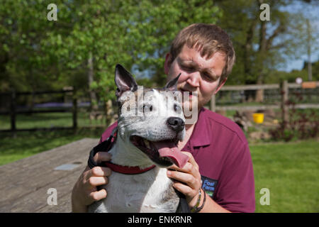 Staffordshire Bull Terrier Marvin est détenu par Dan Sallis après avoir été sauvé de l'Euthanasie par poulain centre de sauvetage des animaux de ferme Banque D'Images