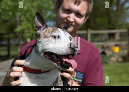 Staffordshire Bull Terrier Marvin a été sauvé de l'Euthanasie par poulain centre de sauvetage des animaux de ferme Banque D'Images