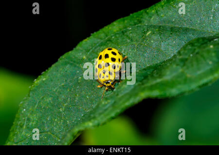 22-spot ladybird, psyllobora vigintiduopunctata Banque D'Images