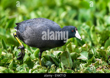 La Foulque d'Amérique Fulica americana, Banque D'Images