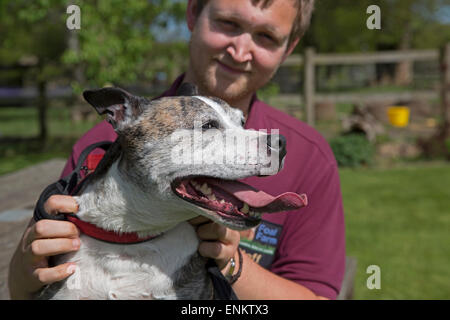 Staffordshire Bull Terrier Marvin a été sauvé de l'Euthanasie par poulain centre de sauvetage des animaux de ferme Banque D'Images