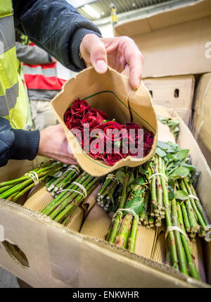 Francfort, Allemagne. Apr 17, 2015. La personne en charge du marketing et de la distribution à l'Perishable-Center Boudrikas, Stergios, ouvre une boîte avec des roses fraîches qui est arrivé du Kenya à l'aéroport de Francfort, Allemagne, 17 avril 2015. Le Perishable-Center est le centre de production et de fleurs de partout dans le monde. Photo : Frank Rumpenhorst/dpa/Alamy Live News Banque D'Images