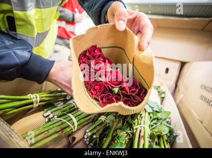 Francfort, Allemagne. Apr 17, 2015. La personne en charge du marketing et de la distribution à l'Perishable-Center Boudrikas, Stergios, ouvre une boîte avec des roses fraîches qui est arrivé du Kenya à l'aéroport de Francfort, Allemagne, 17 avril 2015. Le Perishable-Center est le centre de production et de fleurs de partout dans le monde. Photo : Frank Rumpenhorst/dpa/Alamy Live News Banque D'Images