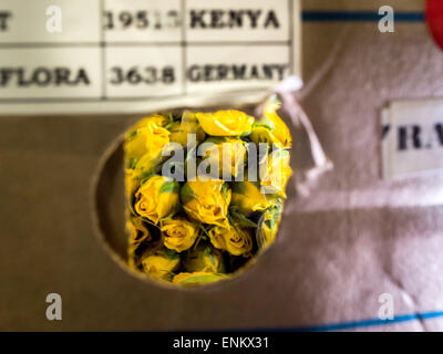 Francfort, Allemagne. Apr 17, 2015. Roses jaunes sont sur l'affichage sur un karting peu après son arrivée en provenance du Kenya à l'Perishable-Center à l'aéroport de Francfort, Allemagne, 17 avril 2015. Le Perishable-Center est le centre de production et de fleurs de partout dans le monde. Photo : Frank Rumpenhorst/dpa/Alamy Live News Banque D'Images