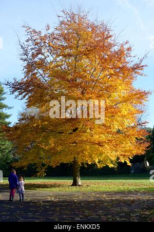 Arbre d'automne dans la région de Sydney Gardens Bathwick Baignoire Angleterre Banque D'Images