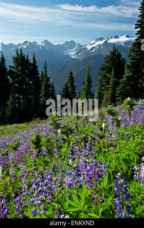 WASHINGTON - Lupin et la bistorte montagne dans un pré en fleurs le long de la fracture haute avec le Mont Olympe dans la distance. Banque D'Images