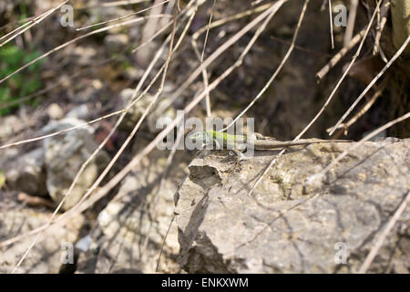 Le lézard vert des Balkans marche sur rock, Lacerta trilineata. Cette espèce de lézards de la famille des Lacertidae Banque D'Images