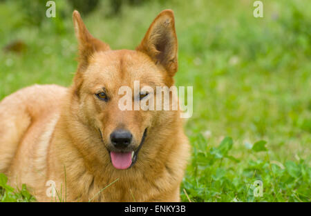 Portrait of cute dog Banque D'Images