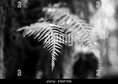 Image en noir et blanc des frondes de fougère dans la forêt tropicale de Hoh, WA Banque D'Images