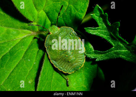 Green Shield bug, palomena prasina Banque D'Images