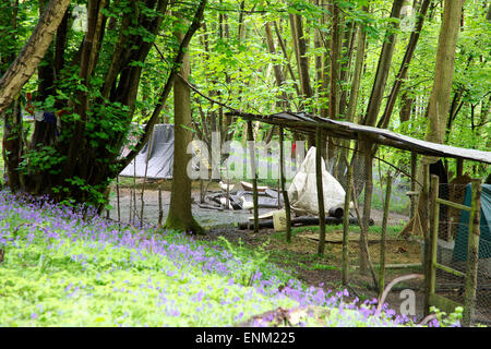 Canards et jacinthes dans l 'Eco Village' dans woodland Runnymede dans une communauté créée par un peuple vivant un mode de vie alternatif. Banque D'Images