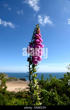 Gant Fox violet série fleur sur fond de ciel bleu et de sable à trois rochers sur le Gower Banque D'Images