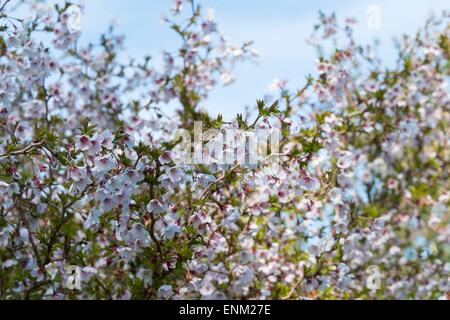 Prunus incisa 'Kojo-no-mai' en fleurs. Banque D'Images