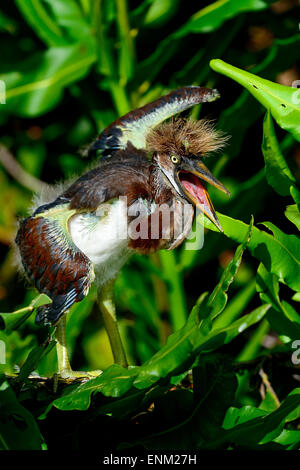 Aigrette tricolore, wacodahatchee les zones humides Banque D'Images