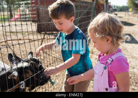 Bébé garçon et fille nourrir des chèvres sur batterie locale dans la région de Chico, Californie. Banque D'Images