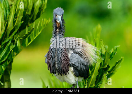 Aigrette tricolore, wacodahatchee les zones humides Banque D'Images