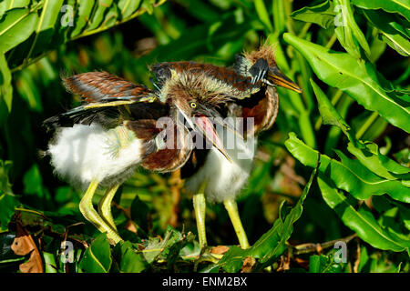 Aigrette tricolore, wacodahatchee les zones humides Banque D'Images