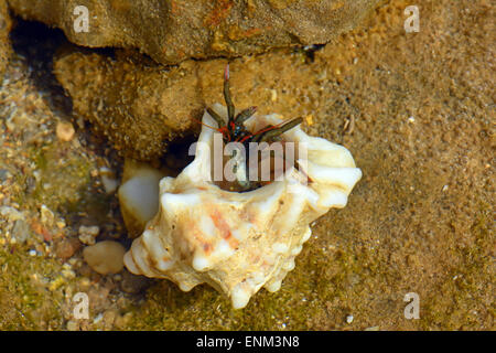 L'ermite en eau peu profonde Banque D'Images