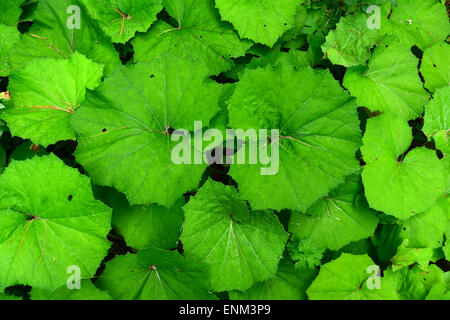 Feuilles vertes à même le sol forestier Banque D'Images